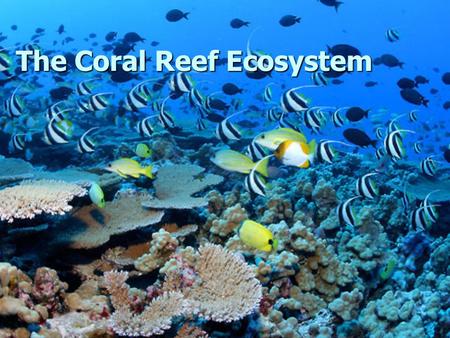 The Coral Reef Ecosystem Coral Polyps & Zooxanthellae Zooxanthellae are dinoflagellates that live symbiotically within the corals. Zooxanthellae are.