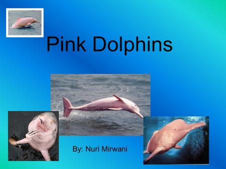 Pink Dolphins By: Nuri Mirwani. What do they eat?? Pink dolphins eat plenty per day. The types of fish they eat are crustaceans, catfish, and small fresh.