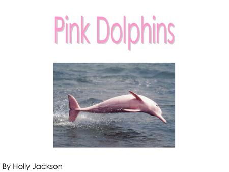 By Holly Jackson. Pink Dolphin Facts Pink Dolphins in Hong Kong are also known as the Chinese White Dolphin Most Pink Dolphins live up to about 40 years.