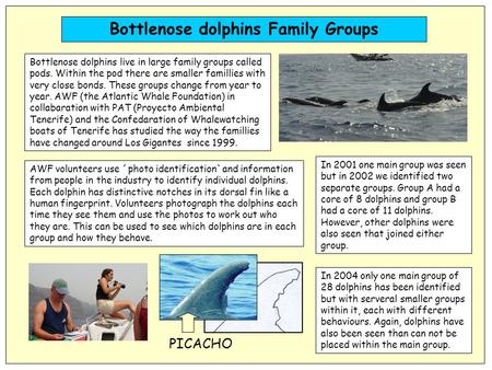 Bottlenose dolphins live in large family groups called pods. Within the pod there are smaller famillies with very close bonds. These groups change from.