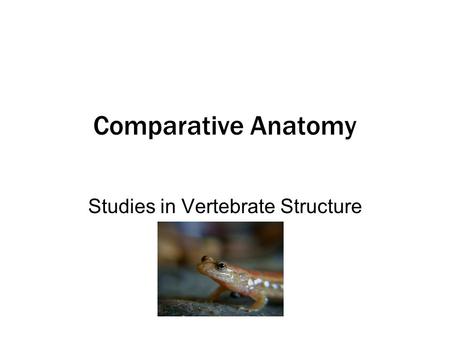 Comparative Anatomy Studies in Vertebrate Structure.