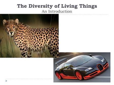 The Diversity of Living Things An Introduction. Why Classify?  Scientists have determined that the Earth has 8.7 million species of living things. 