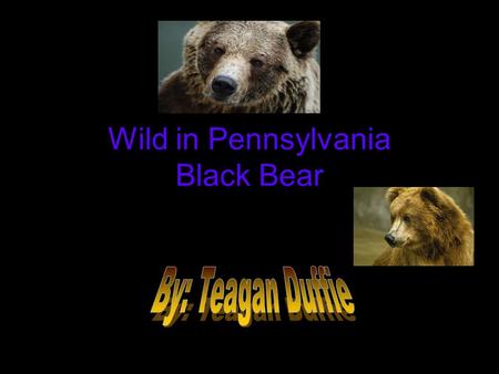Wild in Pennsylvania Black Bear. Introduction Have you ever wanted to learn about the magnificent life of a Black Bear? Have you ever climbed a tree?