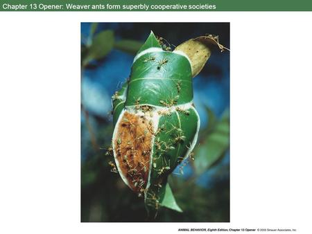 Chapter 13 Opener: Weaver ants form superbly cooperative societies