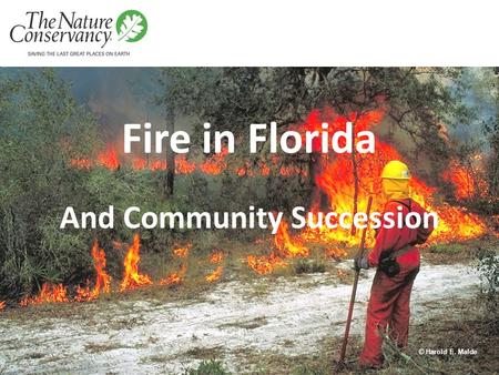 Fire in Florida And Community Succession © Harold E. Malde.