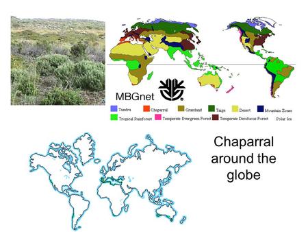 Chaparral - Chaparral around the globe. Chaparral from Spanish word for el chaparro, shrubby evergreen oaks in Spain. Gave name to chaps, leg protectors.