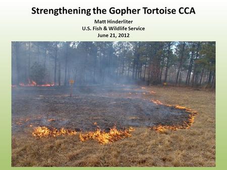 Strengthening the Gopher Tortoise CCA Matt Hinderliter U.S. Fish & Wildlife Service June 21, 2012.