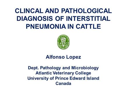 CLINCAL AND PATHOLOGICAL DIAGNOSIS OF INTERSTITIAL PNEUMONIA IN CATTLE Alfonso Lopez Dept. Pathology and Microbiology Atlantic Veterinary College University.