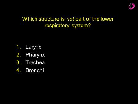 Which structure is not part of the lower respiratory system?