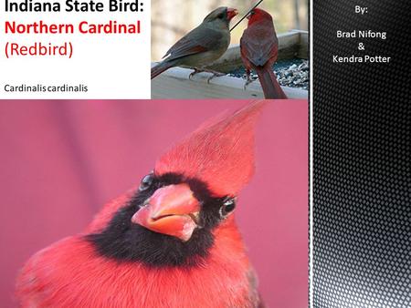 By: Brad Nifong & Kendra Potter. Adopted as the state bird by the 1933 General Assembly (Indiana code 1-2-8) The cardinal is also the state bird for: