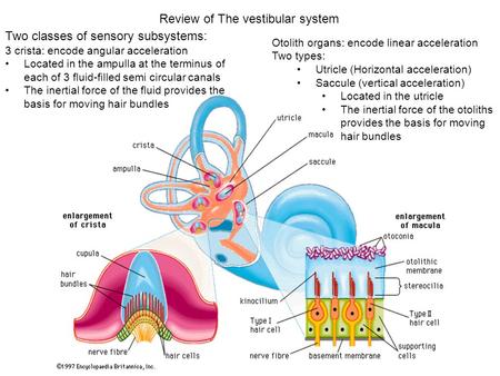 Review of The vestibular system Two classes of sensory subsystems: