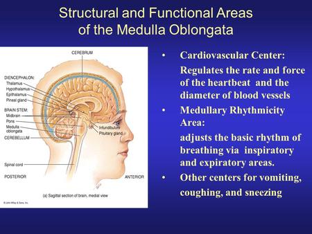 Structural and Functional Areas of the Medulla Oblongata Cardiovascular Center: Regulates the rate and force of the heartbeat and the diameter of blood.