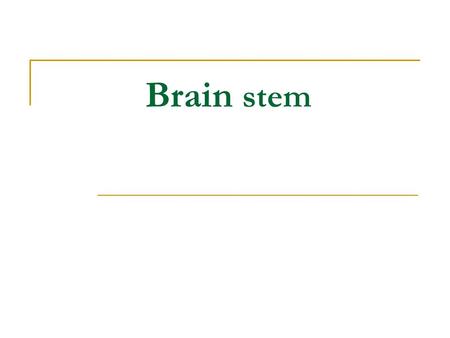 Brain stem.