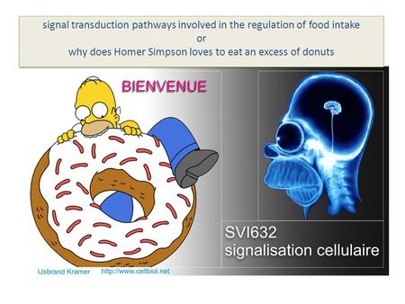 Signal transduction pathways involved in the regulation of food intake or why does Homer Simpson loves to eat an excess of donuts.