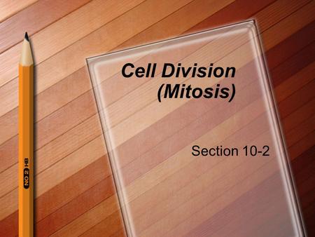 Cell Division (Mitosis)