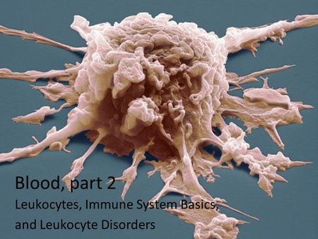 Blood, part 2 Leukocytes, Immune System Basics, and Leukocyte Disorders.