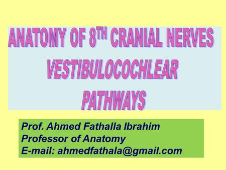ANATOMY OF 8TH CRANIAL NERVES