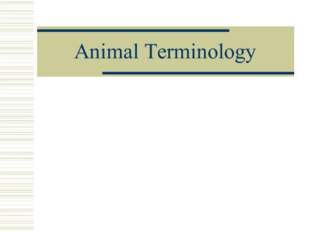 Animal Terminology. Cattle (Bovine) * Cow – female over 2 years of age * Heifer – female under 2 years of age * Bull – Mature (intact) male * Steer– castrated.