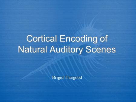 Cortical Encoding of Natural Auditory Scenes Brigid Thurgood.