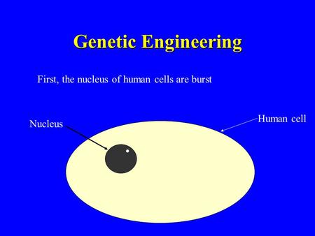 Genetic Engineering First, the nucleus of human cells are burst Human cell Nucleus.