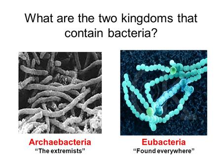 What are the two kingdoms that contain bacteria?