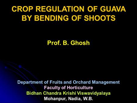 CROP REGULATION OF GUAVA BY BENDING OF SHOOTS