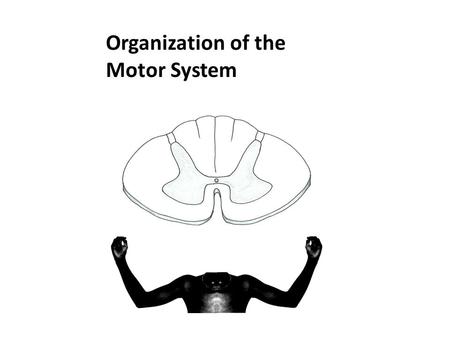 Organization of the Motor System.