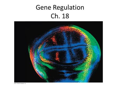 Gene Regulation Ch. 18. Precursor Feedback inhibition Enzyme 1 Enzyme 2 Enzyme 3 Tryptophan (a) (b) Regulation of enzyme activity Regulation of enzyme.