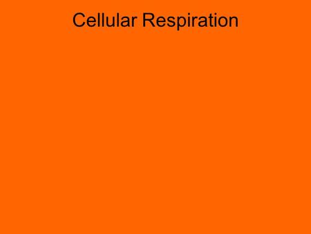 Cellular Respiration. If plants and some protists and bacteria get their energy from light… … then where do we get our energy from?