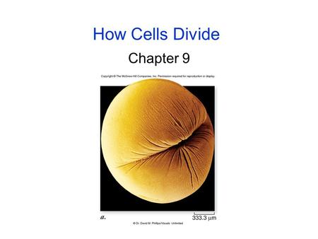 How Cells Divide Chapter 9. 2 Bacterial Cell Division Bacteria divide by binary fission. -the single, circular bacterial chromosome is replicated -replication.