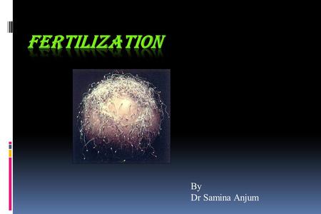 By Dr Samina Anjum. Fertilization is the process by which fusion of male and female gametes occurs in the ampullary region of the uterine tube.