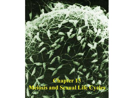 Meiosis and Sexual Life Cycles