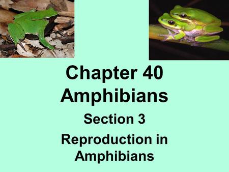 Chapter 40 Amphibians Section 3 Reproduction in Amphibians.