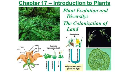 Chapter 17 – Introduction to Plants