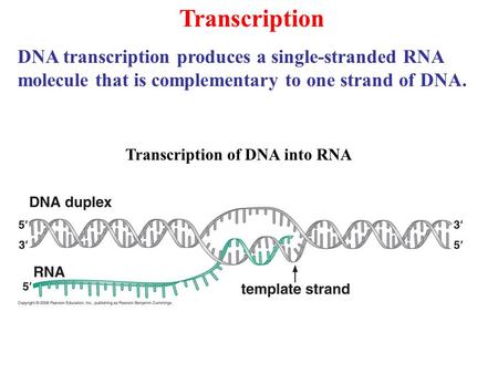 Transcription Transcription of DNA into RNA DNA transcription produces a single-stranded RNA molecule that is complementary to one strand of DNA.