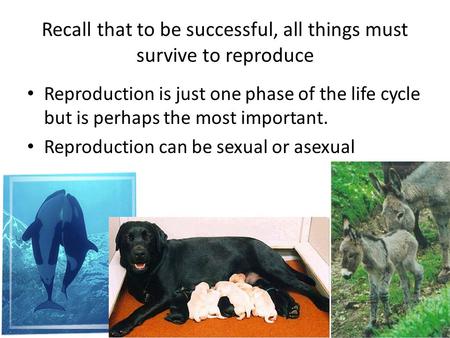Recall that to be successful, all things must survive to reproduce