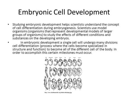 Embryonic Cell Development Studying embryonic development helps scientists understand the concept of cell differentiation during embryogenesis. Scientists.