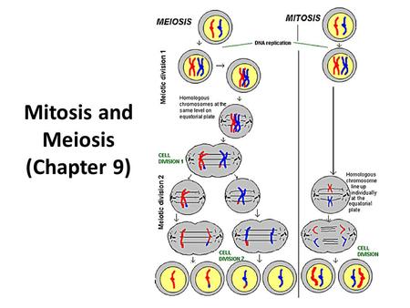 Mitosis and Meiosis (Chapter 9) DNA replicates in order to go through mitosis OR meiosis (this has nothing to do with transcription and translation that.