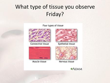 What type of tissue you observe Friday?. Integumentary System Integument: any covering or enclosure -Derma: skin Dermatologist?