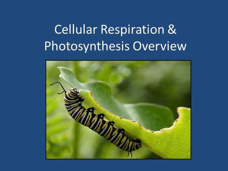 Cellular Respiration & Photosynthesis Overview. 1. Define cellular respiration. A process that releases energy from food, such as the simple sugar glucose,