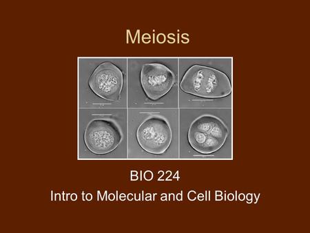 Meiosis BIO 224 Intro to Molecular and Cell Biology.