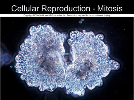 Cellular Reproduction - Mitosis. MITOSIS = Cell division When parent cell forms two identical daughter cells Momma! Daughters!