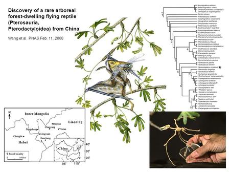 Discovery of a rare arboreal forest-dwelling flying reptile (Pterosauria, Pterodactyloidea) from China Wang et al. PNAS Feb. 11, 2008.