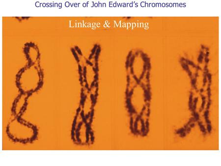 Crossing Over of John Edward’s Chromosomes