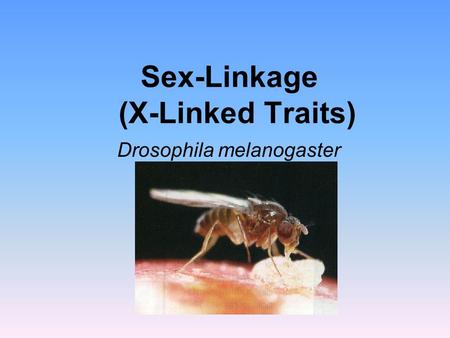 Sex-Linkage (X-Linked Traits)