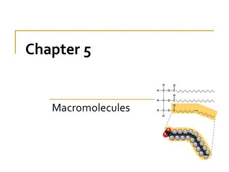 Chapter 5 Macromolecules.