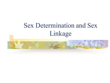 Sex Determination and Sex Linkage. Sex Determination Recall, sex chromosomes determine the sex of an individual. The female gamete (egg) always donates.