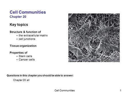 Cell Communities1 Chapter 20 Key topics Structure & function of -- the extracellular matrix -- cell junctions Tissue organization Properties of -- Stem.