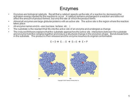 1 Enzymes Enzymes are biological catalysts. Recall that a catalyst speeds up the rate of a reaction by decreasing the activation energy needed for the.