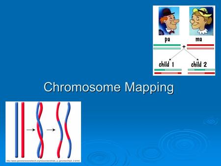 Chromosome Mapping.